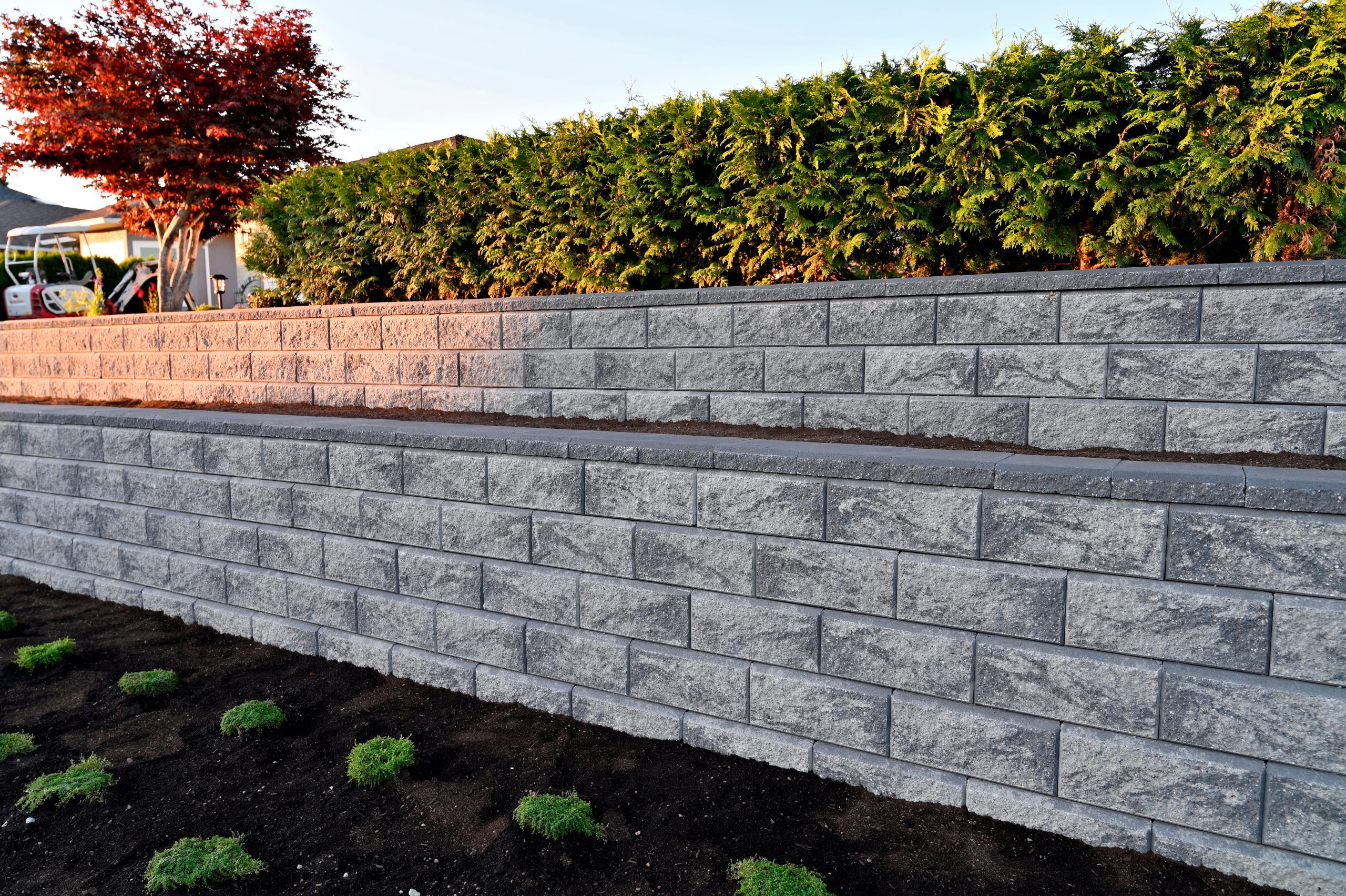 Gray stone retaining wall with two tiers, small green shrubs planted in soil below, and a row of dense green bushes along the top. A red-leaved tree is visible on the left side.